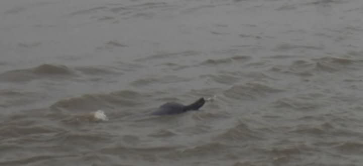 dolphin (3).jpg
